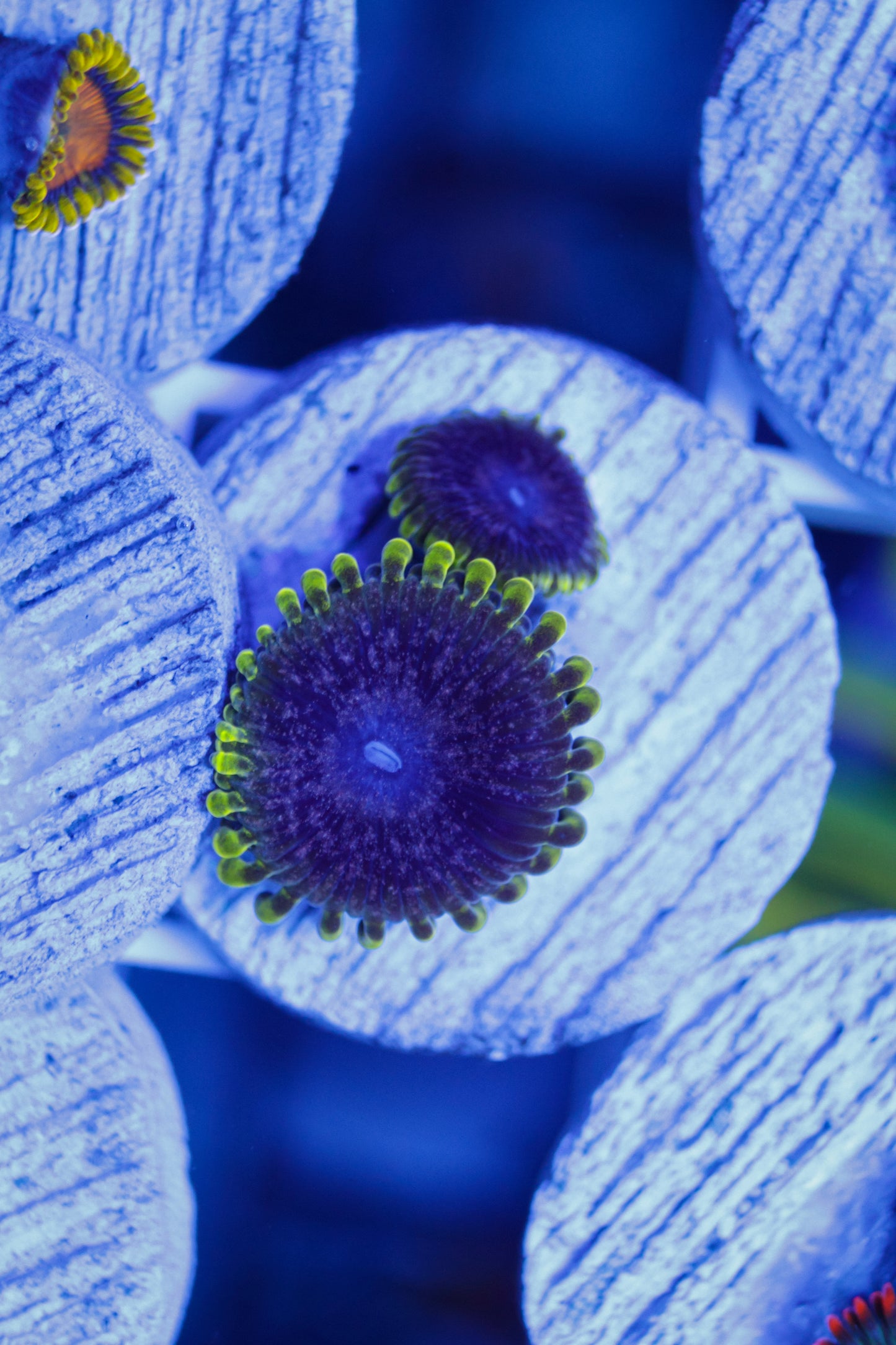 UC Atmosphere Zoas