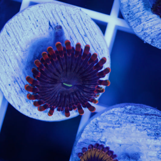 Stiggy Marley Zoas