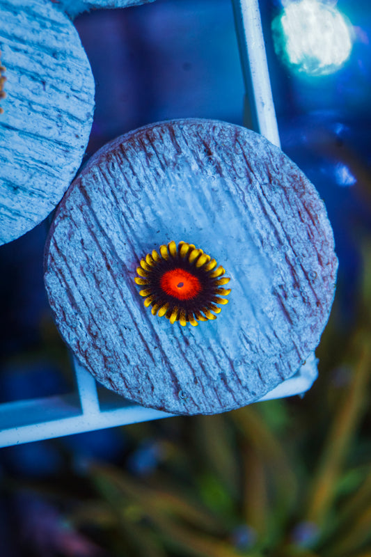 Dragon Eye Zoa
