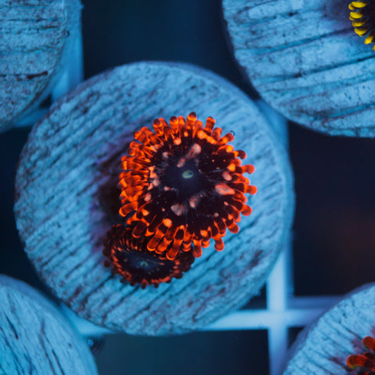 Utter Chaos Zoas