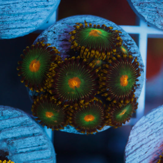 Green Bay Packers Zoas