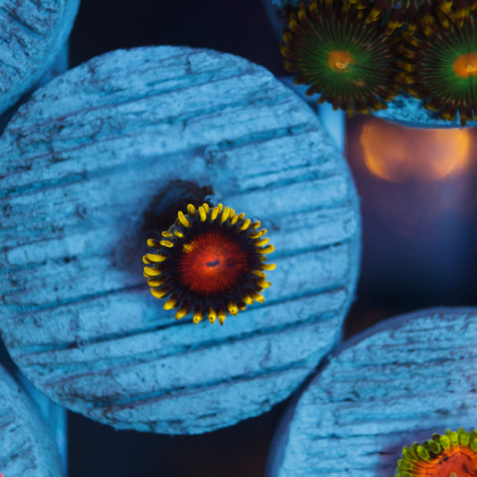 Dragon Eye Zoa