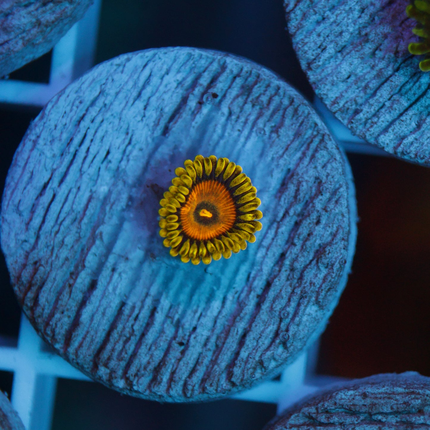 Spongebob Zoas