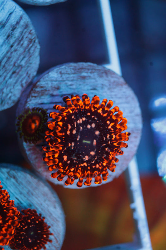 Utter Chaos Zoas