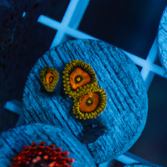 Spongebob Zoas