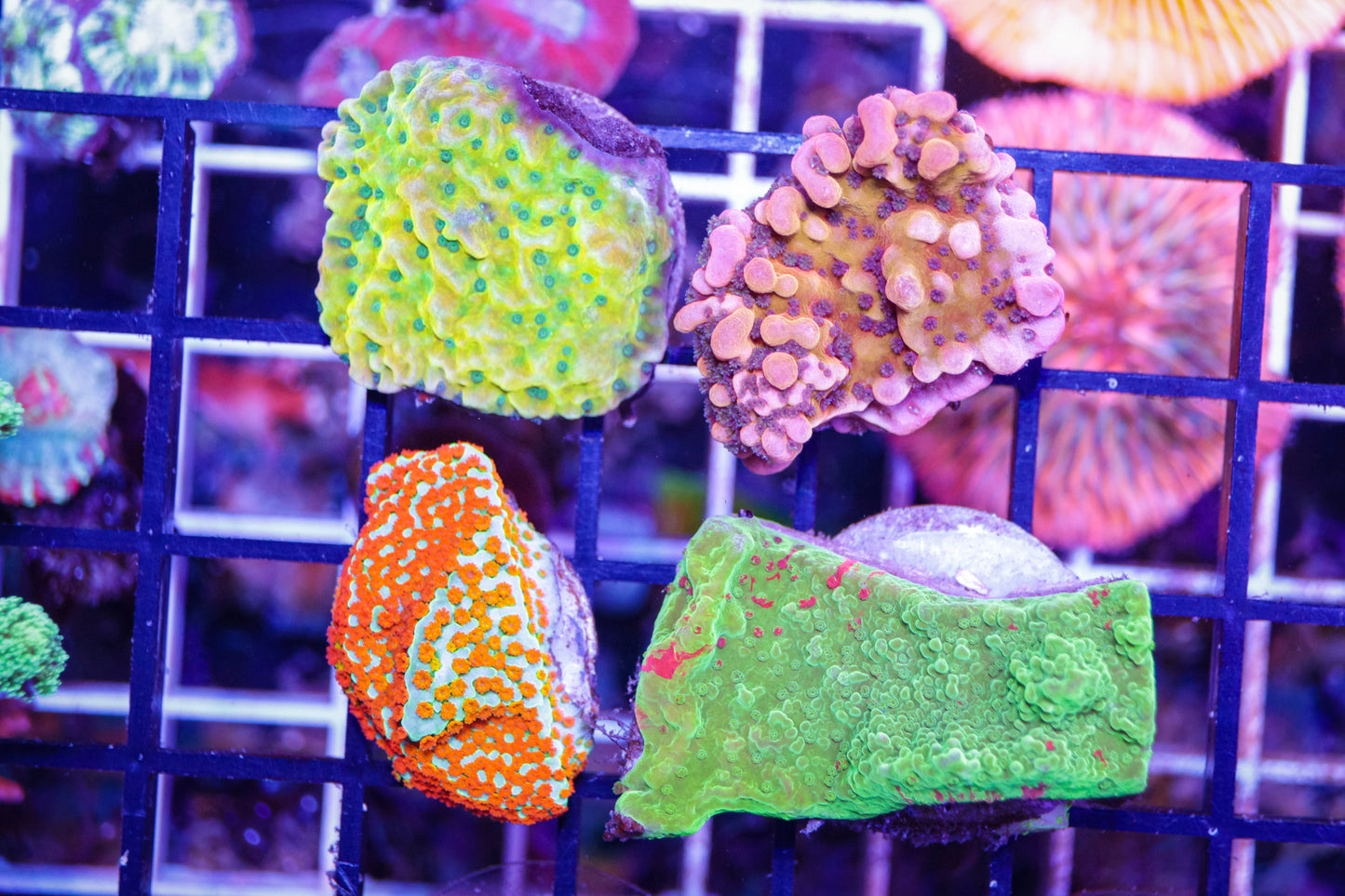Monti Pack