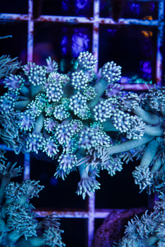 Goniopora