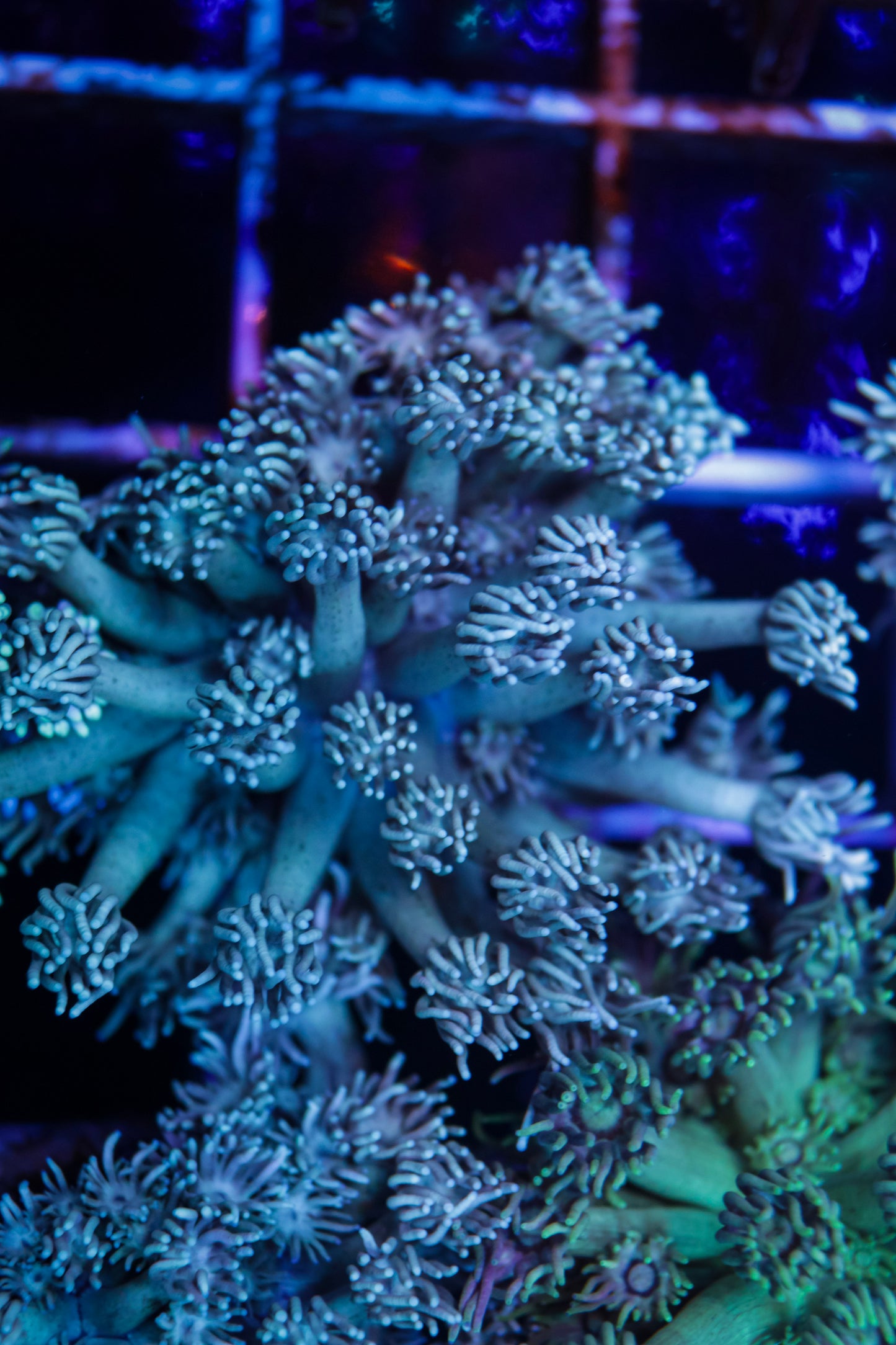 Goniopora
