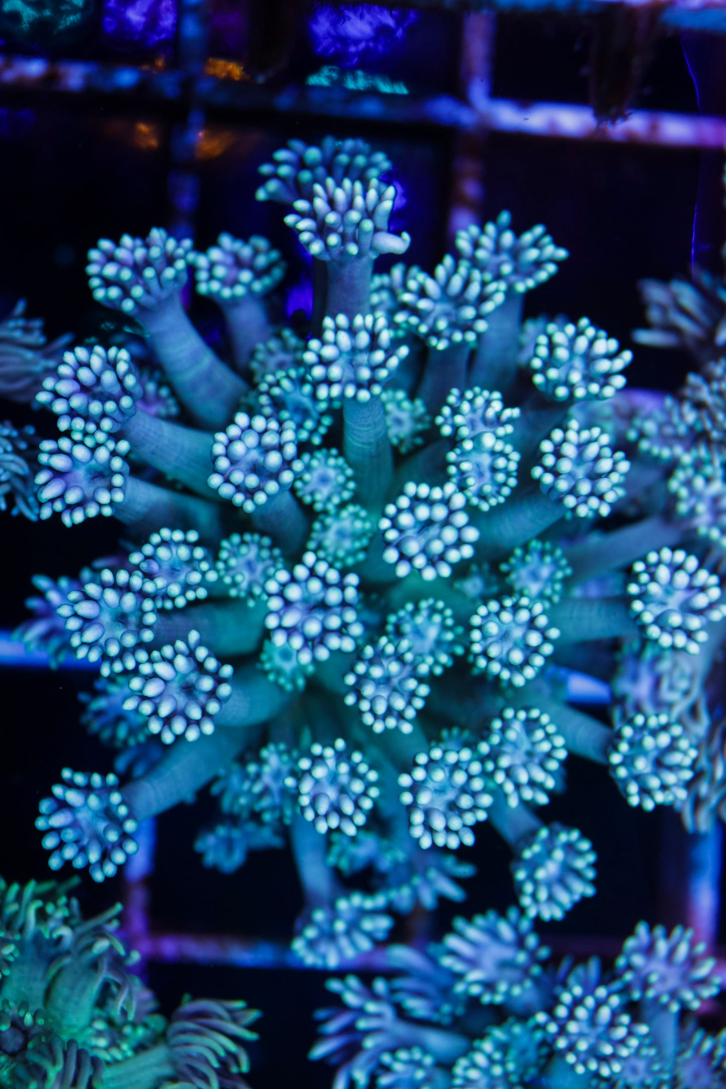 Goniopora