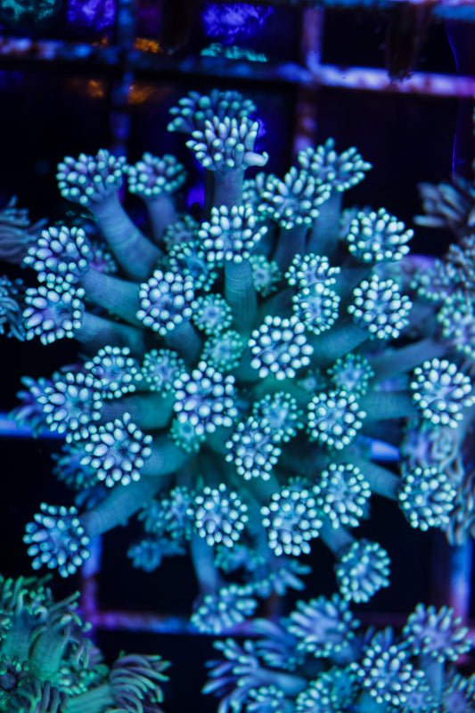 Goniopora