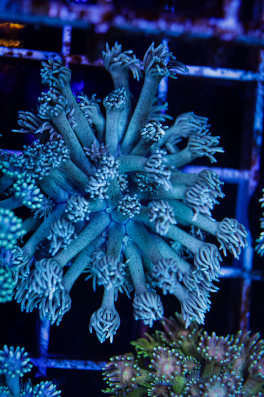 Goniopora