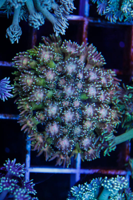 Cultured Rainbow Goniopora