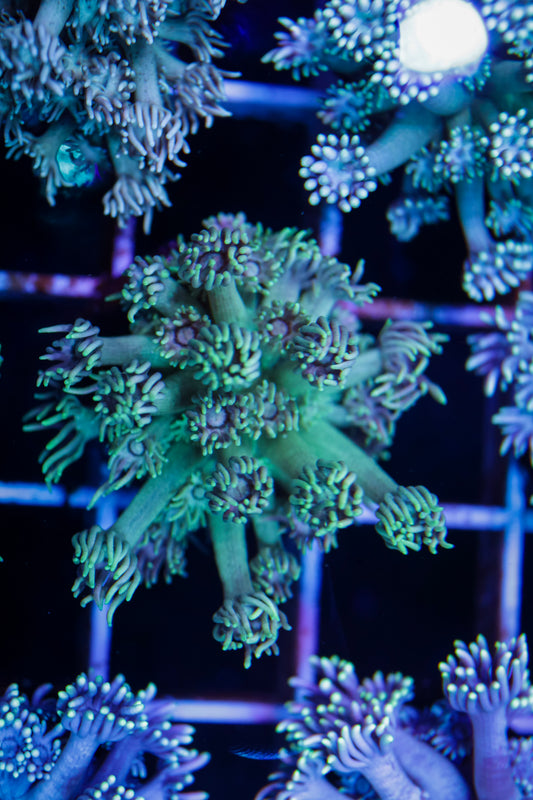 Goniopora