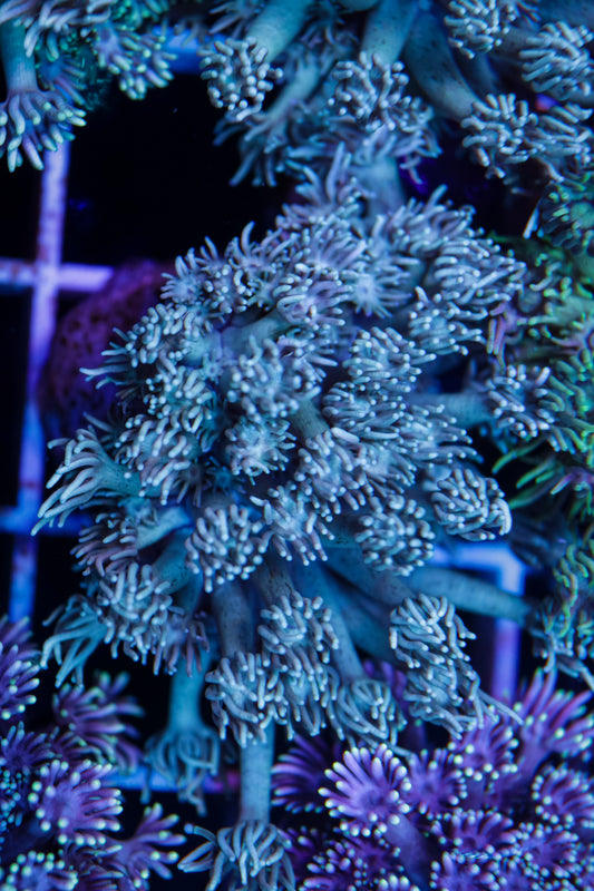 Goniopora