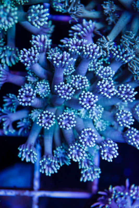 Cultured Tricolor Goniopora