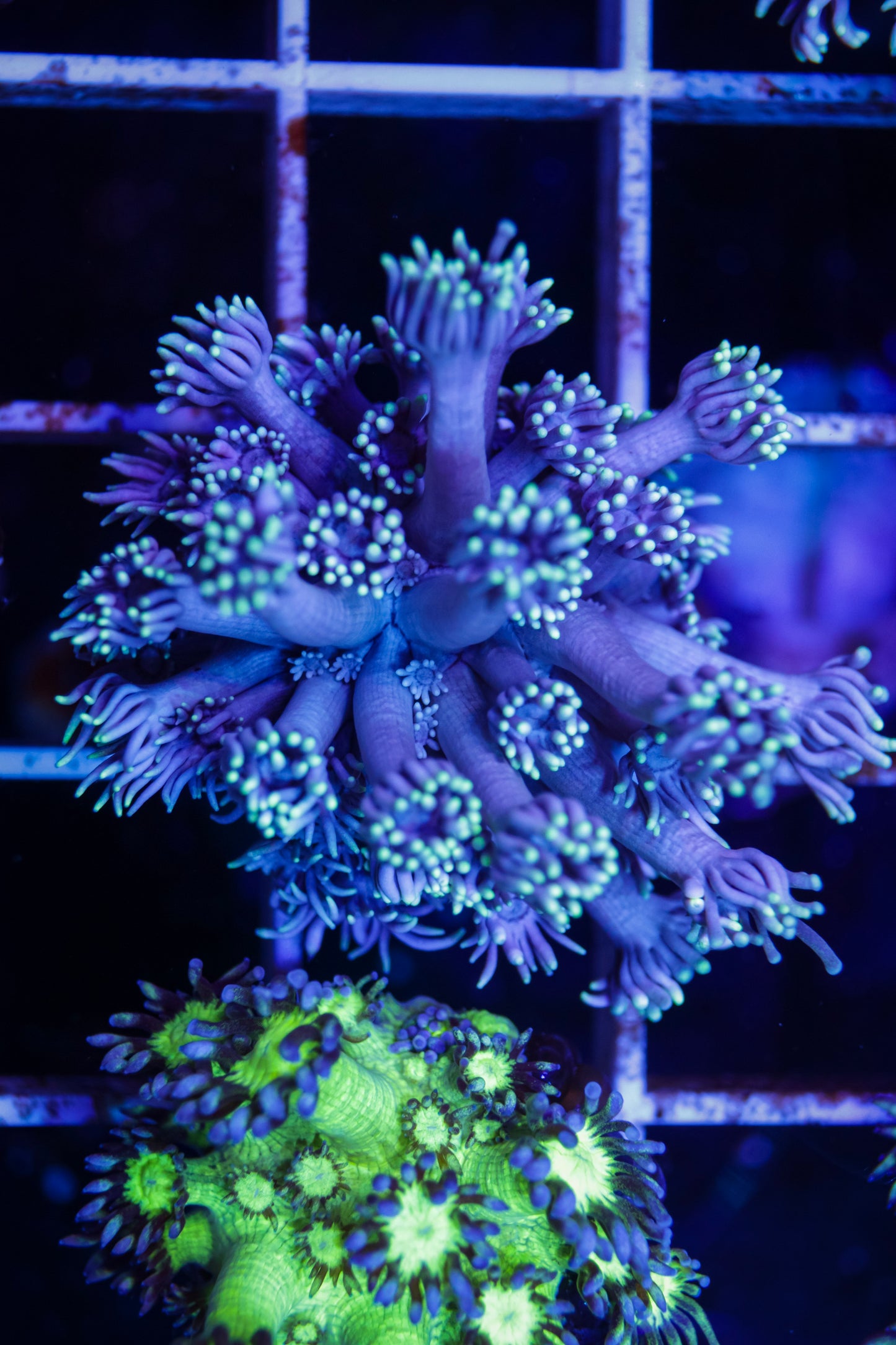 Goniopora