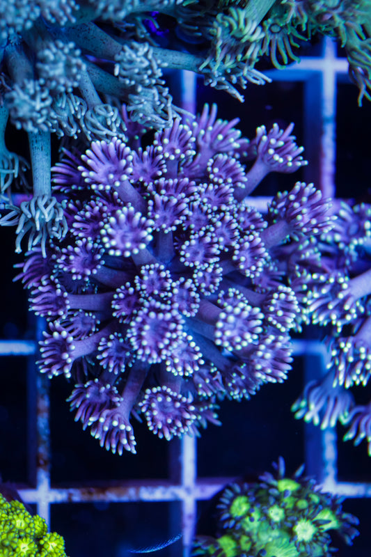Goniopora