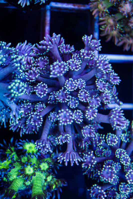 Cultured Goniopora