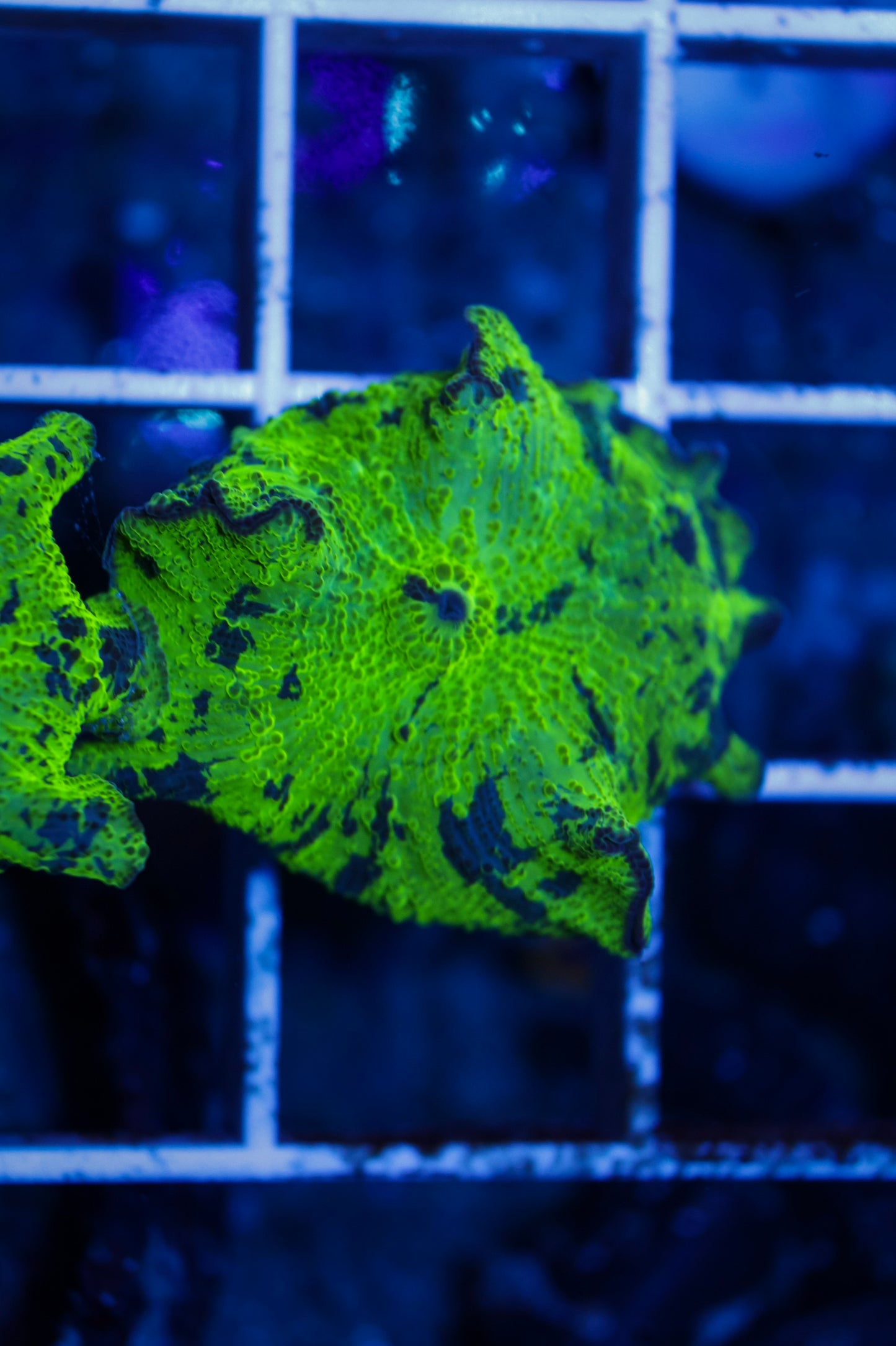 Kryptonite Electus Mushroom