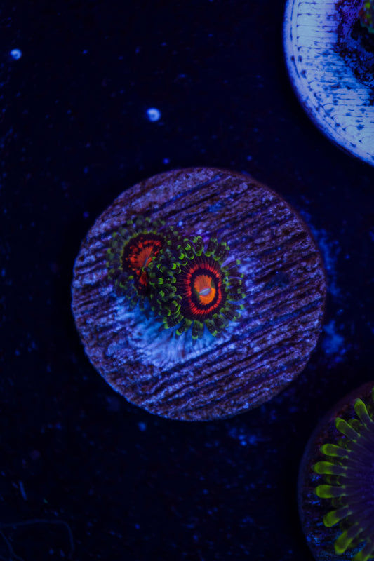 Rainbow Incinerator Zoas