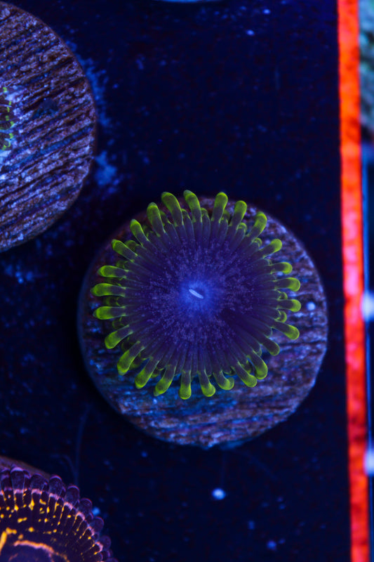 UC Atmosphere Zoas