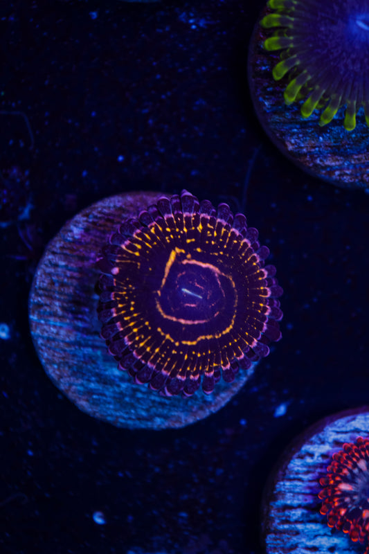Stratosphere Zoa