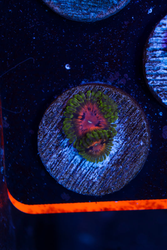 SBB Marvin the Martian Zoas