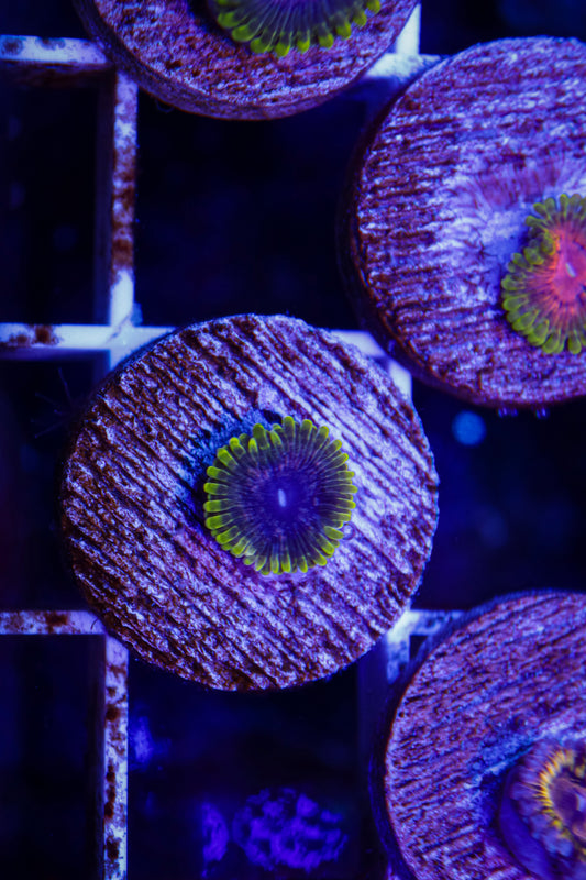 UC Atmosphere Zoa