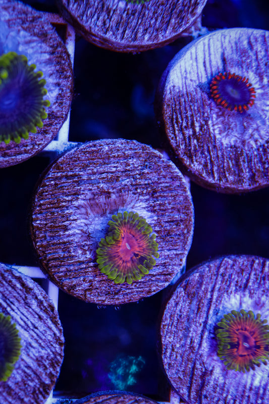 SBB Marvin the Martian Zoas