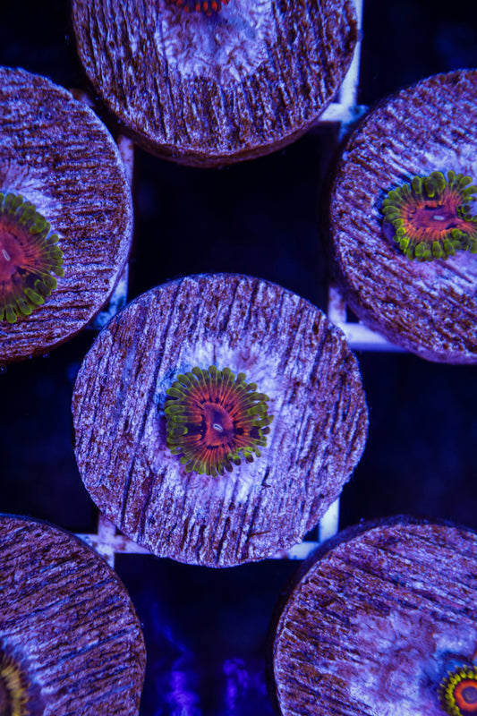 SBB Marvin the Martian Zoa