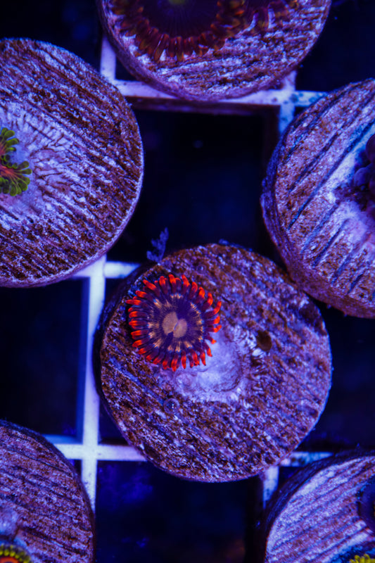 Fire & Ice Zoa