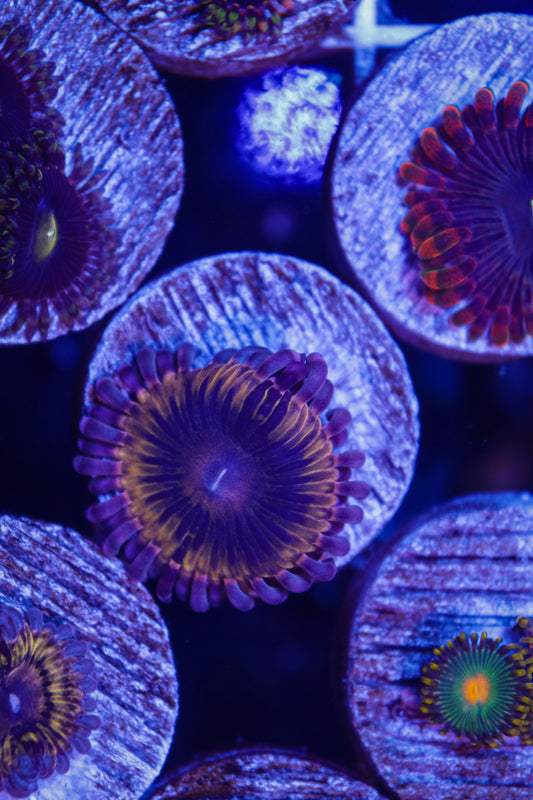 Stratocaster Zoa