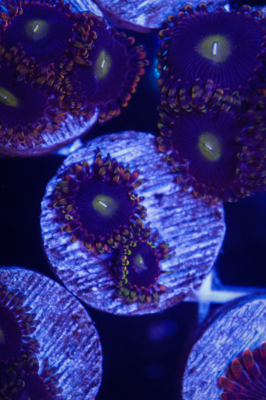The Haunted House Zoa