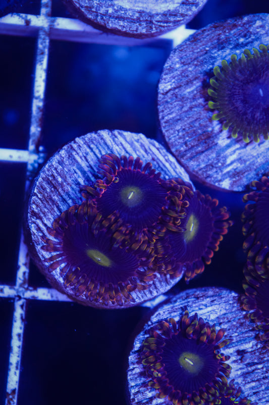 The Haunted House Zoa