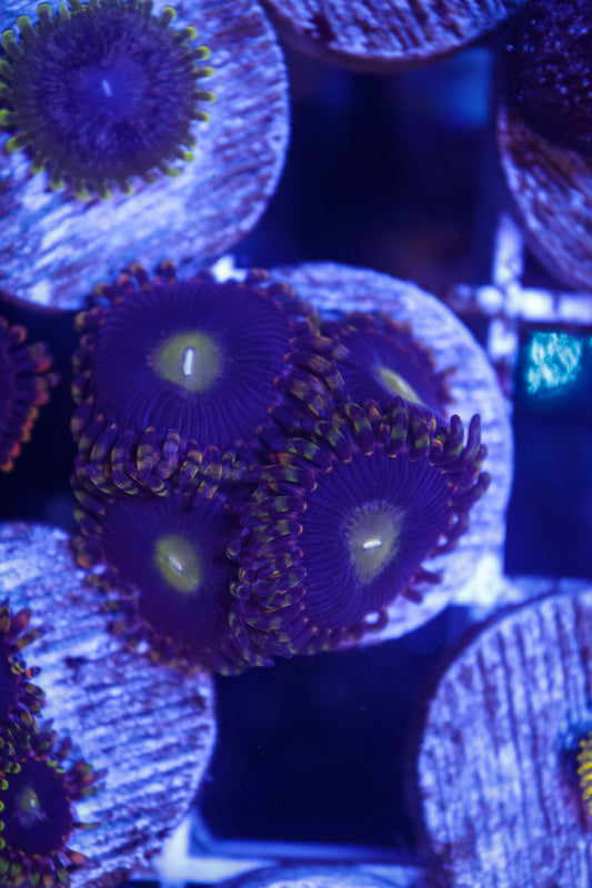 The Haunted House Zoa