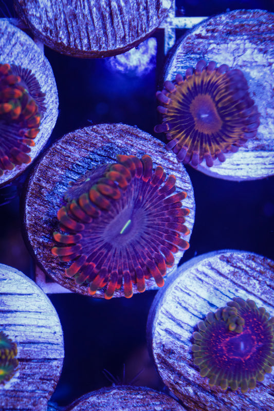 Fairy Fart Zoa