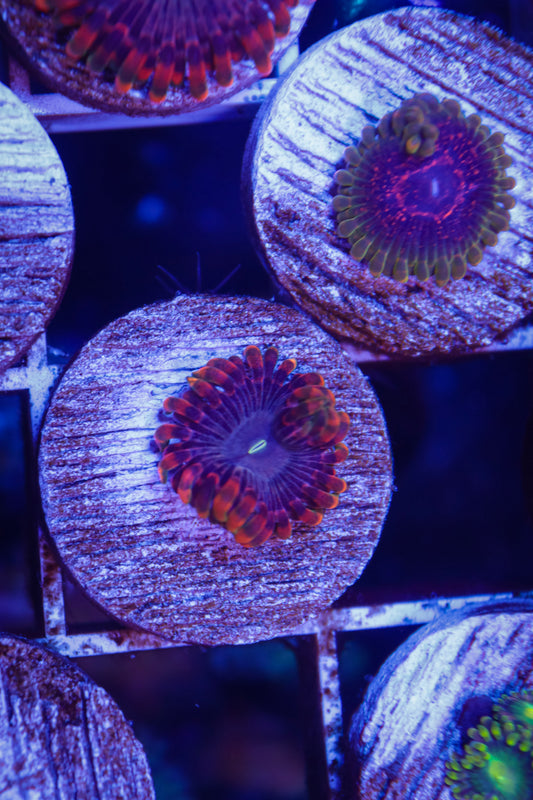 Fairy Fart Zoa