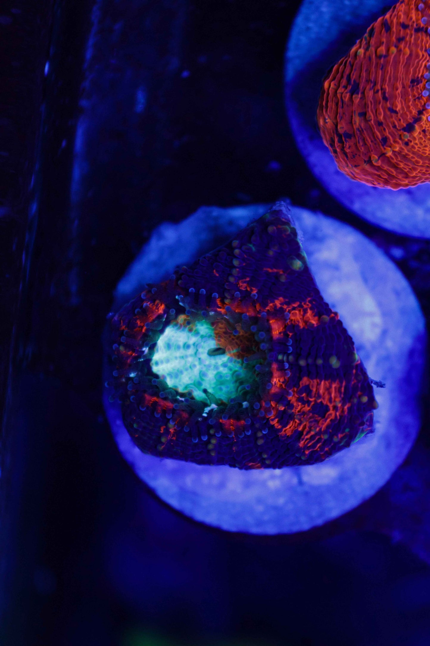 GS Boogeyman Echinata