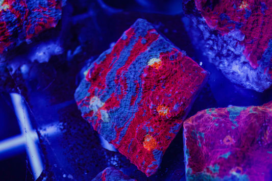 Rainbow Chalice Coral