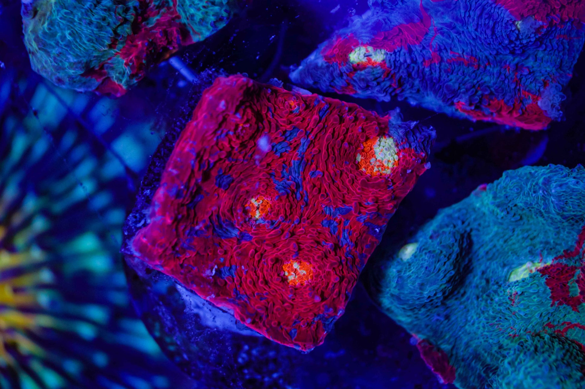 Rainbow Chalice Coral
