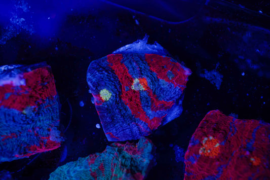 Rainbow Chalice Coral