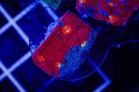 Rainbow Chalice Coral