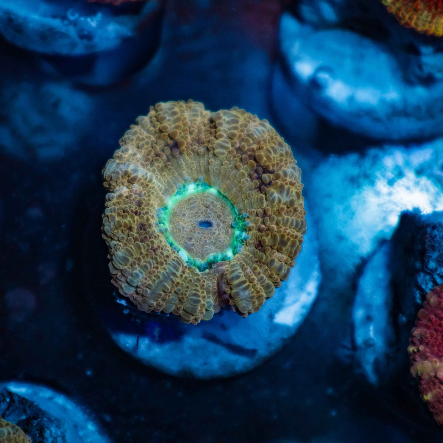 GS Sawtooth Acan