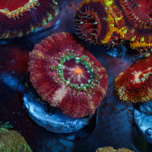 GS Snake River Acan