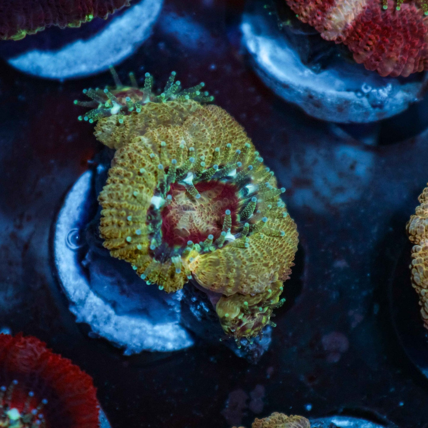 GS Gold Rush Acan