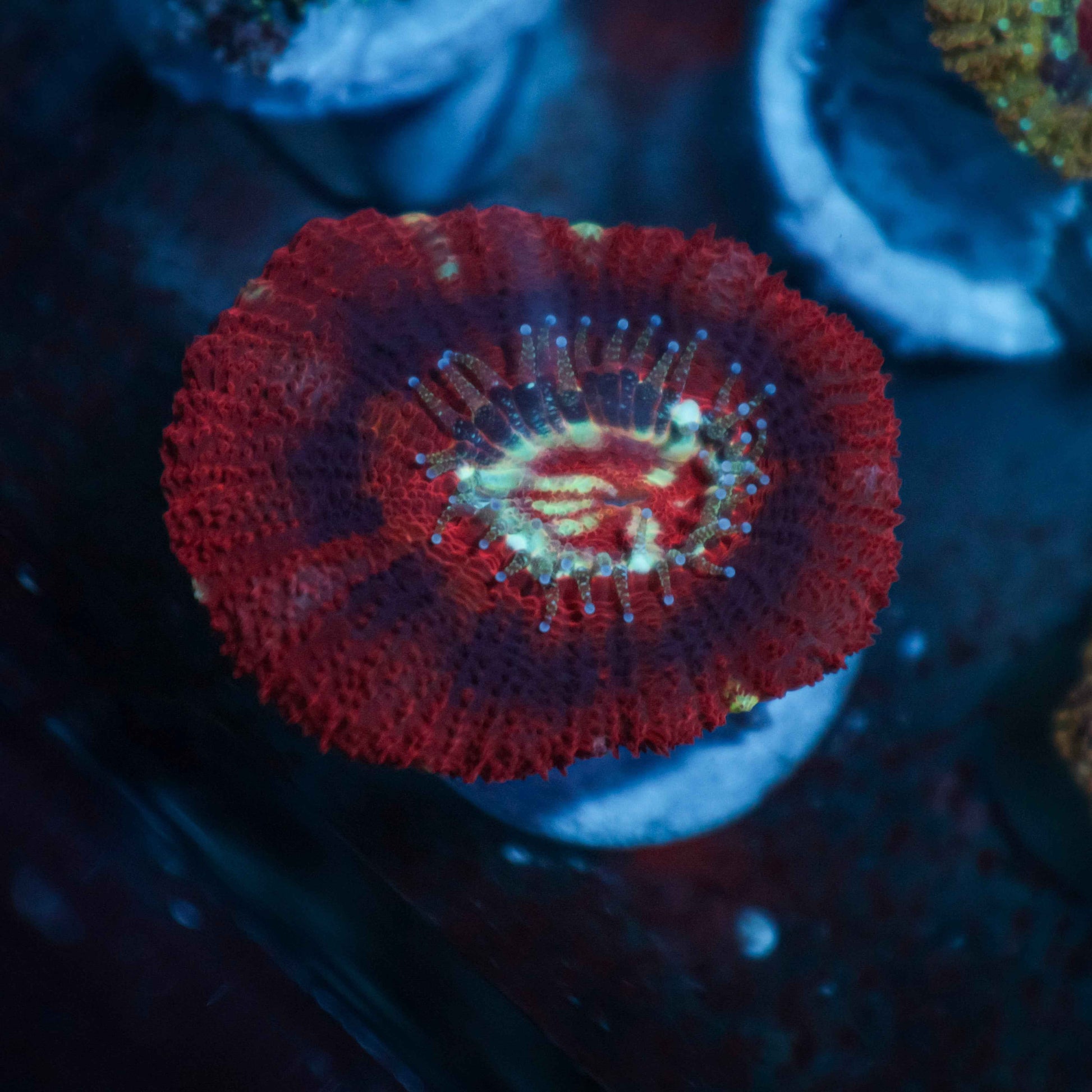GS Payette Acan