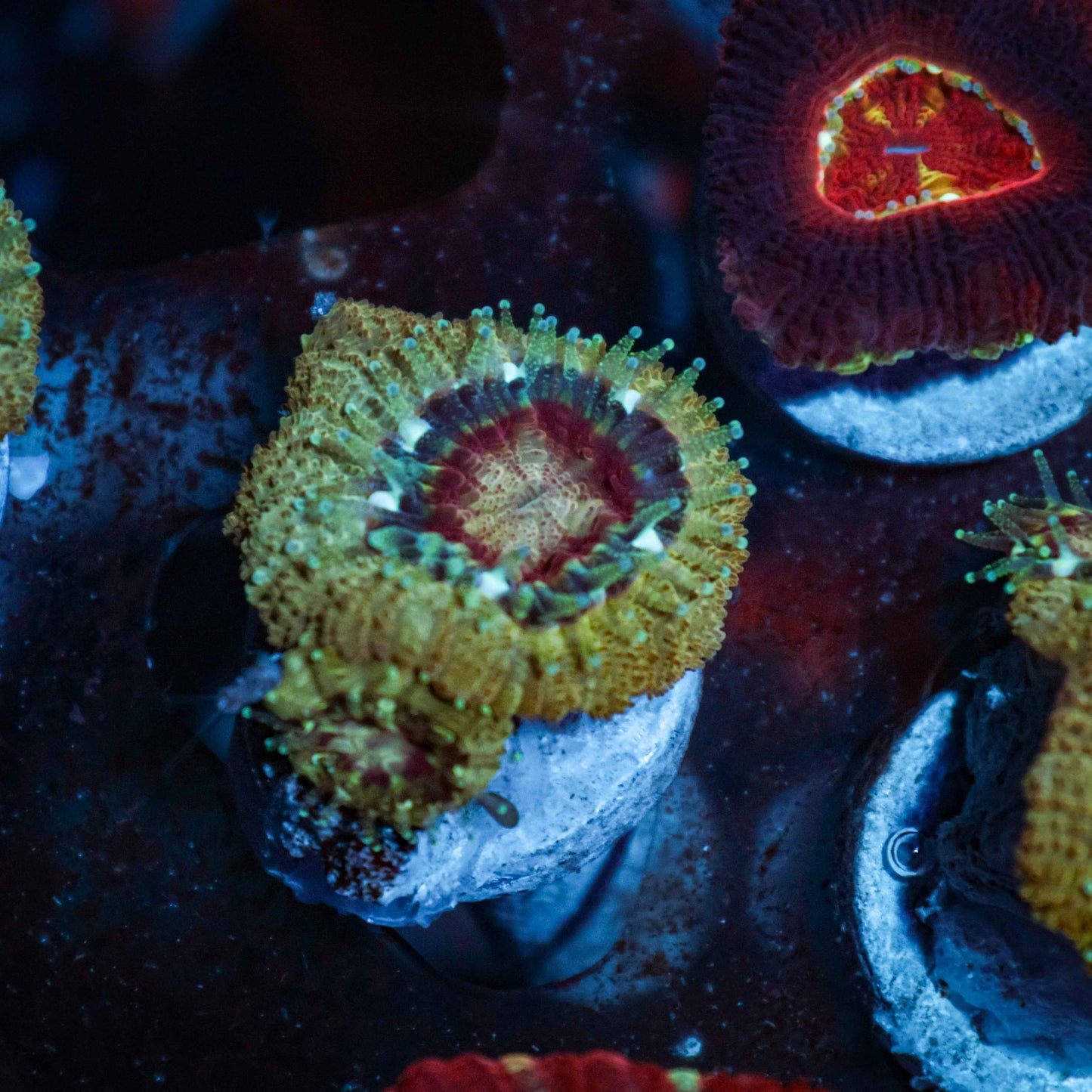 GS Gold Rush Acan