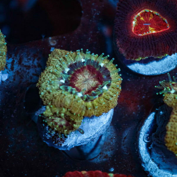 GS Gold Rush Acan