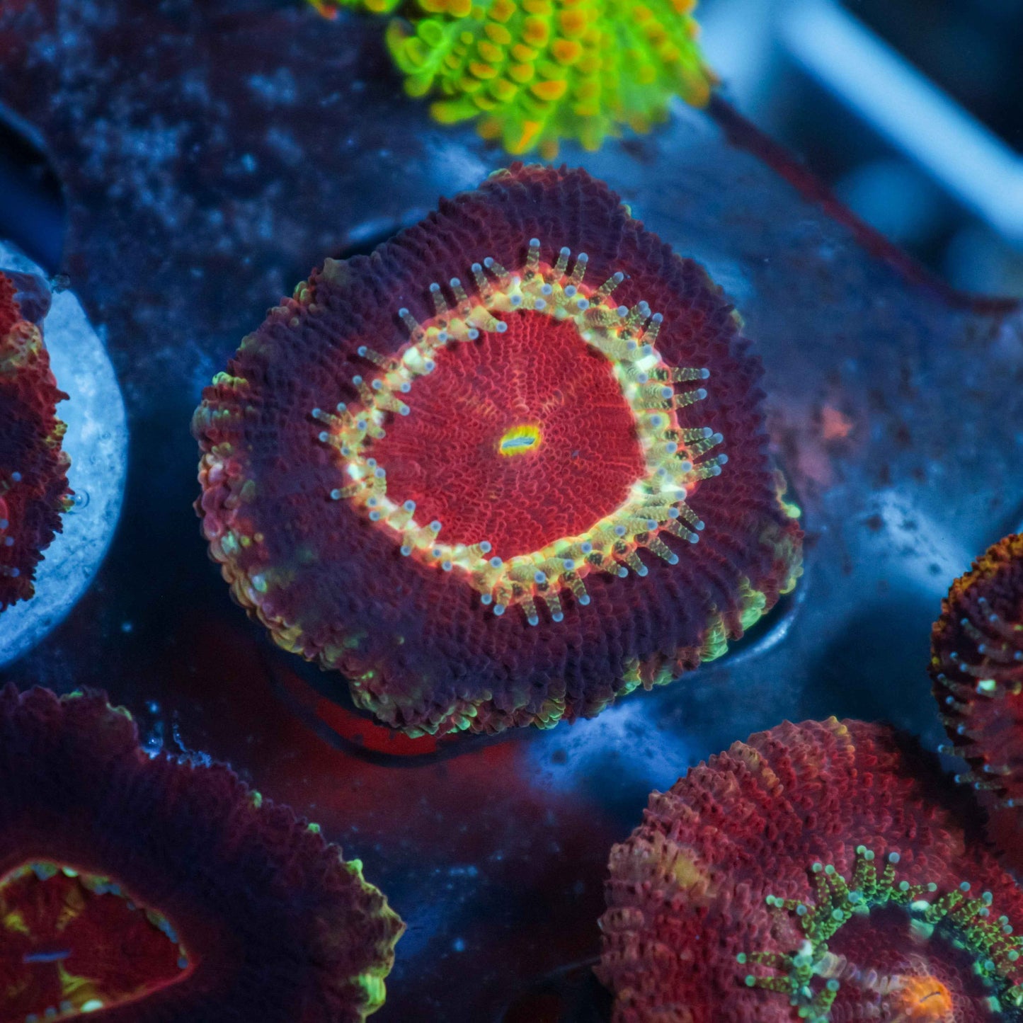 GS Owyhee Acan