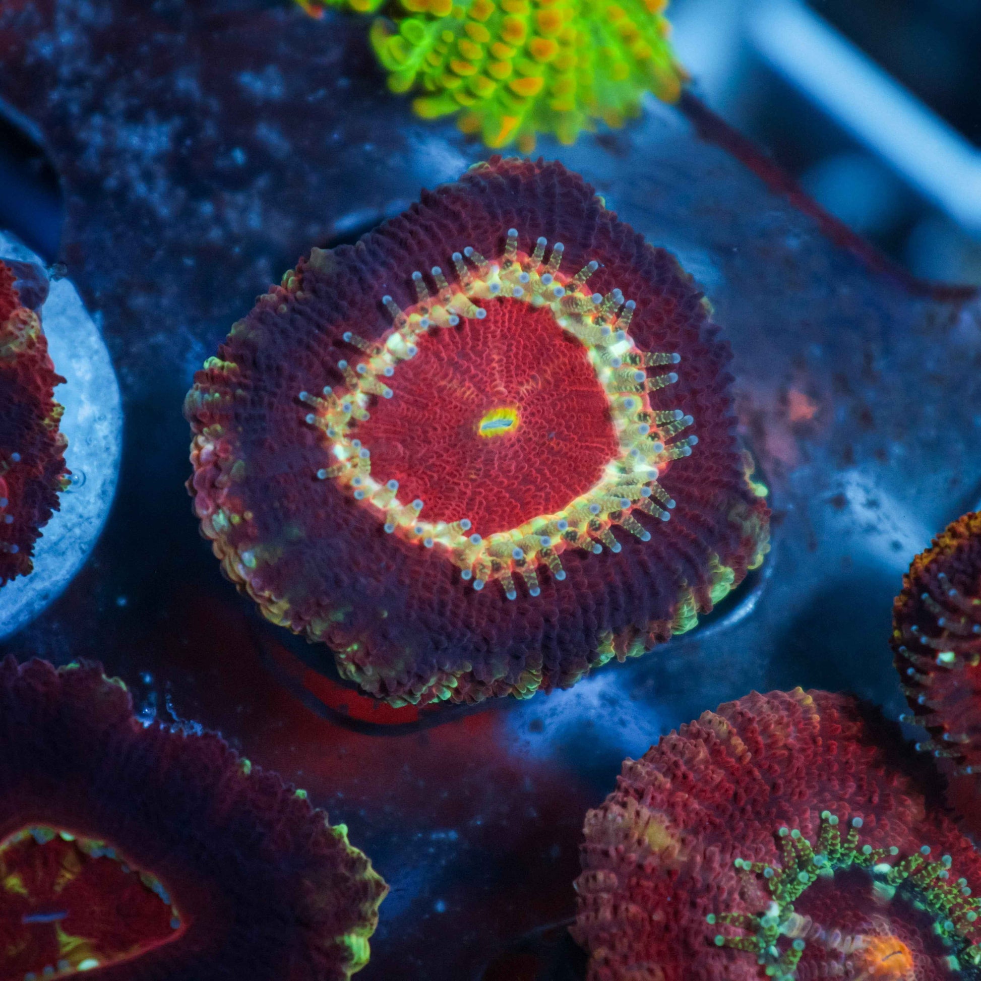 GS Owyhee Acan